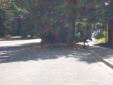 img0181.jpg