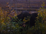 img0194.jpg